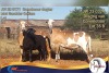 1 X MEATMASTER EWE Mohiba Meatmasters