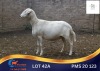 1 X MEATMASTER PREGNANT EWE Klyd Boerdery