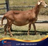 1 X MEATMASTER PREGNANT EWE Kleine Halte