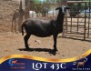 WITHDRAWN - 1 X MEATMASTER EWE Lelieshoek Meatmasters