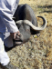 1 x Bul/Bull - 5