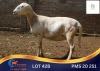 1 X MEATMASTER PREGNANT EWE Klyd Boerdery
