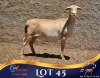 1 X MEATMASTER PREGNANT EWE Lelieshoek Meatmasters