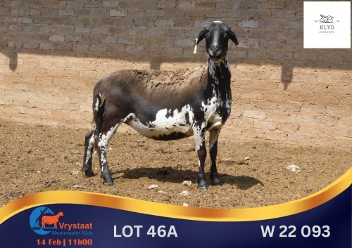 1 X MEATMASTER PREGNANT EWE Klyd Boerdery