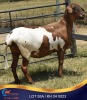 1 X MEATMASTER EWE Kleine Halte
