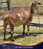 1 X MEATMASTER EWE Kleine Halte