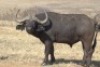 1 x Bul/Bull - 2