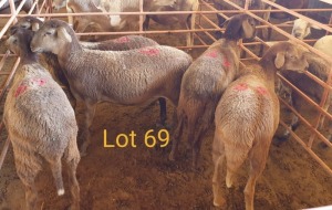 LOT 69 5X MEATMASTER OOI/EWE OSVLEY MEATMASTERS (PER STUK OM LOT TE NEEM/PER PIECE TO TAKE THE LOT)