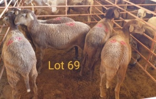 LOT 69 5X MEATMASTER OOI/EWE OSVLEY MEATMASTERS (PER STUK OM LOT TE NEEM/PER PIECE TO TAKE THE LOT)