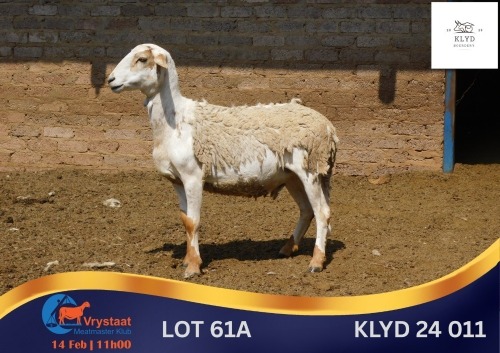 1 X MEATMASTER PREGNANT EWE Klyd Boerdery