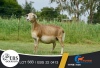 1+1 X MEATMASTER EWE EBS Boerdery