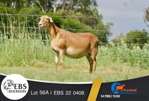 1 X MEATMASTER PREGNANT EWE EBS Boerdery