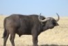 1 x Bul/Bull - 3