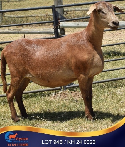 1 X MEATMASTER PREGNANT EWE Kleine Halte