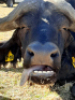 1 x Bul/Bull - 4