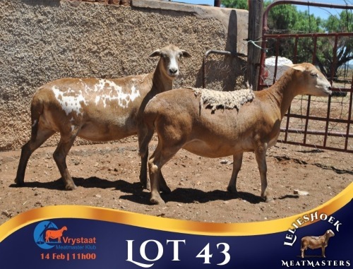 1 X MEATMASTER PREGNANT EWE Lelieshoek Meatmasters