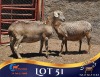1 X MEATMASTER PREGNANT EWE Lelieshoek Meatmasters