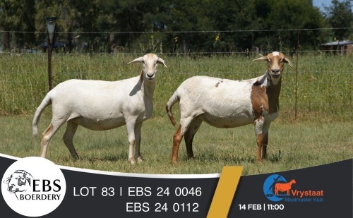 1 X MEATMASTER PREGNANT EWE EBS Boerdery
