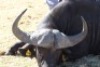 1 x Bul/Bull - 5