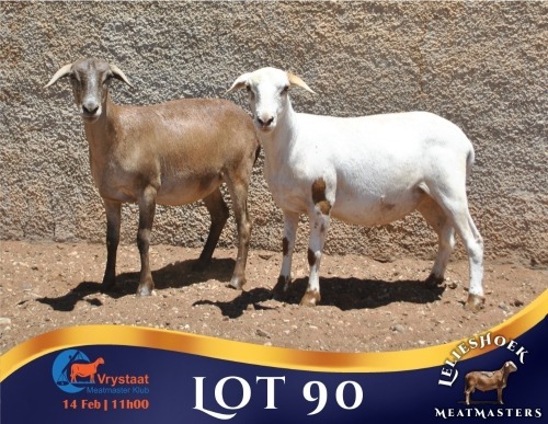 1 X MEATMASTER EWE Lelieshoek Meatmasters