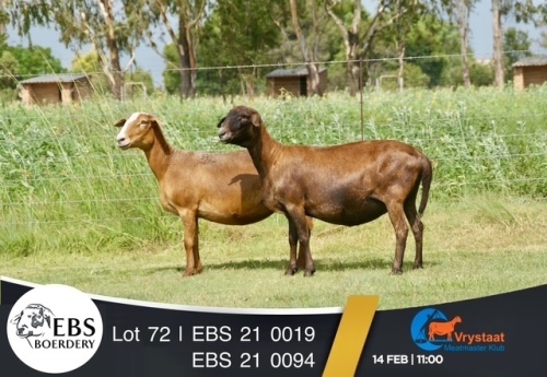 1 X MEATMASTER PREGNANT EWE EBS Boerdery