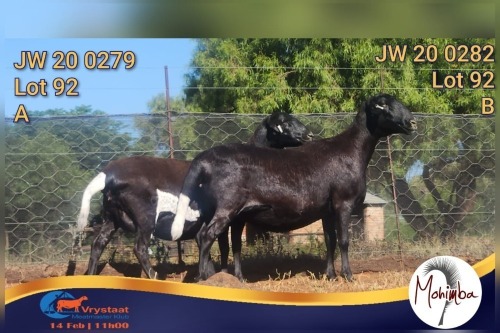 1 X MEATMASTER PREGNANT EWE Mohiba Meatmasters