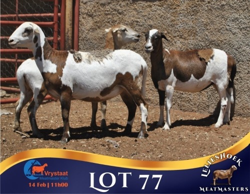 1 X MEATMASTER PREGNANT EWE Lelieshoek Meatmasters
