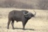 1 x Bul/Bull - 2