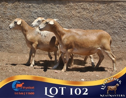 1 X MEATMASTER PREGNANT EWE Lelieshoek Meatmasters