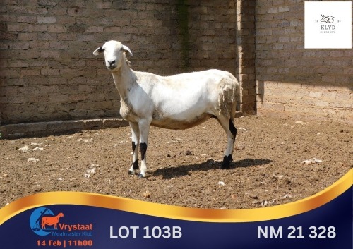 1 X MEATMASTER EWE Klyd Boerdery