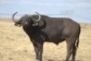 1 x Bul/Bull - 3