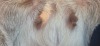 1 X BOER GOAT STUD DOE BIETJIE BERG BOERBOK STOET - 2