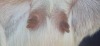 1 X BOER GOAT STUD DOE PREGNANT BIETJIE BERG BOERBOK STOET - 2