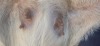 1 X BOER GOAT STUD DOE BIETJIE BERG BOERBOK STOET - 2