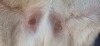 1 X BOER GOAT STUD DOE BIETJIE BERG BOERBOK STOET - 2