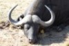1 x Bul/Bull - 4