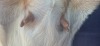 1 X BOER GOAT FLOCK DOE BIETJIE BERG BOERBOK STOET - 2