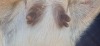 1 X BOER GOAT FLOCK DOE BIETJIE BERG BOERBOK STOET - 2