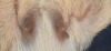 1 X BOER GOAT FLOCK DOE BIETJIE BERG BOERBOK STOET - 2