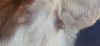 1 X BOER GOAT FLOCK DOE BIETJIE BERG BOERBOK STOET - 2