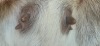 1 X BOER GOAT STUD DOE BIETJIE BERG BOERBOK STOET - 2