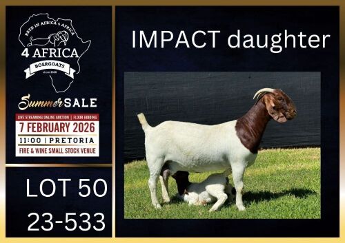 1+1 X BOER GOAT FLOCK ON TEAT DOE Karsten Boerbokke PTY LTD