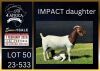 1+1 X BOER GOAT FLOCK ON TEAT DOE Karsten Boerbokke PTY LTD