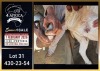 1 X BOER GOAT FLOCK ON COLOUR DOE Booysen Bdy - 2