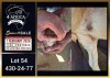 1 X BOER GOAT STUD DOE Booysen Bdy - 2
