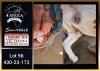 1 X BOER GOAT STUD DOE Booysen Bdy - 2