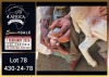 1 X BOER GOAT STUD DOE Booysen Bdy - 2