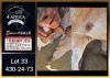 1 X BOER GOAT FLOCK DOE Booysen Bdy - 2