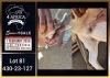 1 X BOER GOAT FLOCK ON COLOUR DOE Booysen Bdy - 2