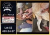 1 X BOER GOAT FLOCK ON TEAT DOE Booysen Bdy - 2